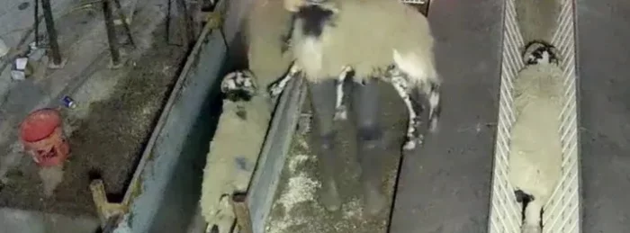 Sheep about to be killed in a slaugherhouse